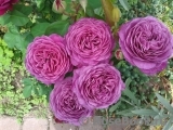 Heidi Klum Rose Heidi Klum Rose