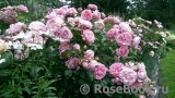 Rosenfee Rosenfee