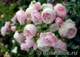 Hans Gonewein Rose Hans Gonewein Rose