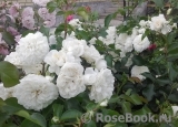 White Meidiland White Meidiland