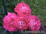 Belle de Segosa® Belle de Segosa®