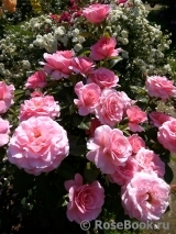 Tickled Pink Tickled Pink