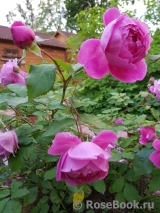 Alan Titchmarsh Alan Titchmarsh
