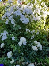 White Meidiland White Meidiland