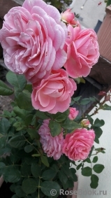 Rosengräfin Marie Henriette Rosengräfin Marie Henriette