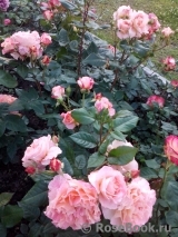 Augusta Luise Augusta Luise