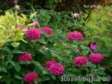 Rose de Rescht Rose de Rescht