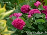 Rose de Rescht Rose de Rescht