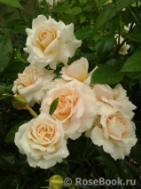 Caron Keating Rose Caron Keating Rose