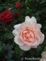 A Whiter Shade Of Pale A Whiter Shade Of Pale