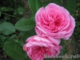 Gertrude Jekyll Gertrude Jekyll