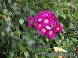 Purple Star ® Purple Star ®