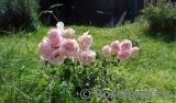 Home & Garden Home & Garden