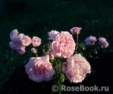 Home & Garden Home & Garden