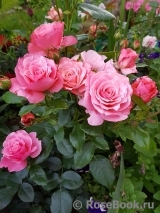 Tickled Pink Tickled Pink
