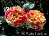 Vanille Fraise ® Vanille Fraise ®