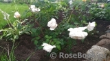 Crocus Rose® Crocus Rose®