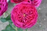 Falstaff® Falstaff®