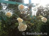 Crocus Rose® 