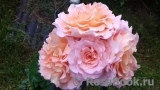 Augusta Luise Augusta Luise