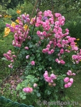 Pomponella Pomponella