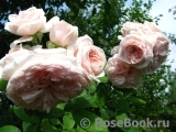 Claire Rose 