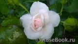 Aspirin Rose Aspirin Rose