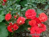 Scarlet Scarlet