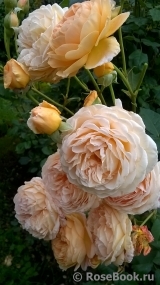 Crown Princess Margareta® Crown Princess Margareta®