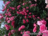 Rosarium Uetersen Rosarium Uetersen