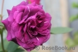 Parfum de Reve Parfum de Reve