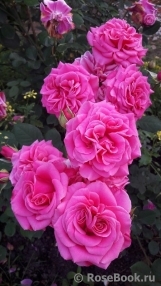 Rajah's Rose Rajah's Rose