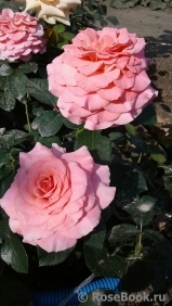 Tickled Pink Tickled Pink