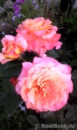 Augusta Luise Augusta Luise