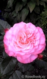 Augusta Luise Augusta Luise