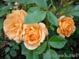 Apricot Clementine Apricot Clementine