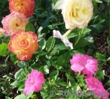 Gartenspass ® Gartenspass ®
