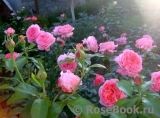La Rose de Molinard ® La Rose de Molinard ®