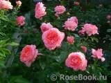 La Rose de Molinard ® La Rose de Molinard ®