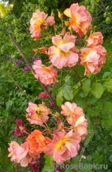 Westerland Westerland