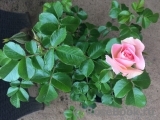 Pink Robusta Pink Robusta