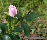 Hans Gonewein Rose Hans Gonewein Rose