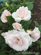 Aspirin Rose Aspirin Rose