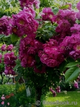 Perennial Blue Perennial Blue