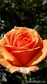 Ashram Ashram