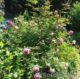 Alan Titchmarsh Alan Titchmarsh