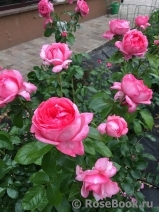 La Rose de Molinard ® La Rose de Molinard ®