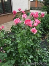 La Rose de Molinard ® La Rose de Molinard ®