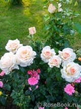 Chandos Beauty Chandos Beauty