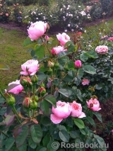 The Alnwick Rose The Alnwick Rose